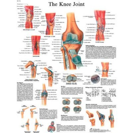 FABRICATION ENTERPRISES 3B® Anatomical Chart - Knee Joint, Sticky Back 12-4611S